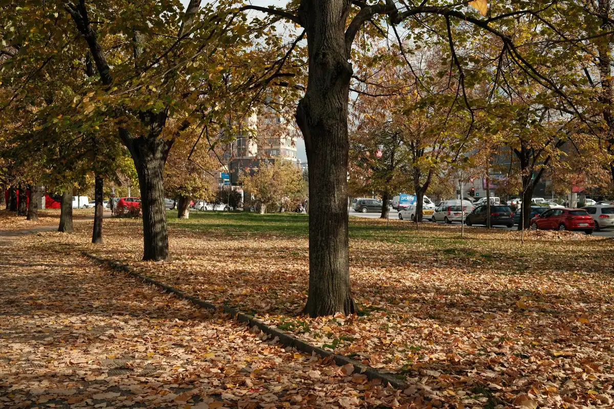 Parc liniștit toamna, cu copaci și frunze căzute sub un cer senin